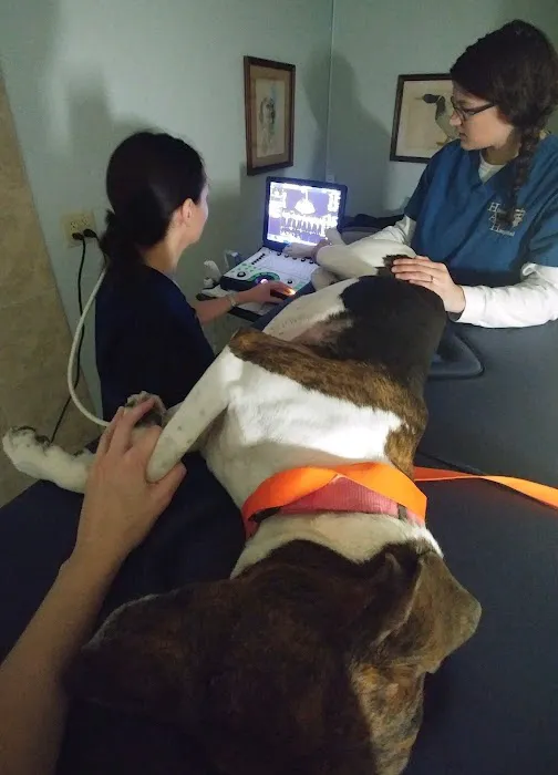 Sonopaws™ LLC Picture 4