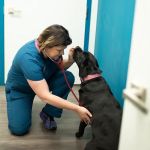Burke Forest Veterinary Clinic
