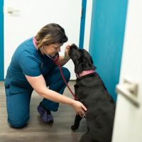 Burke Forest Veterinary Clinic ico