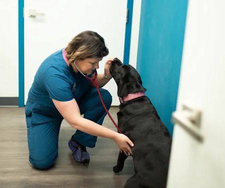 Burke Forest Veterinary Clinic