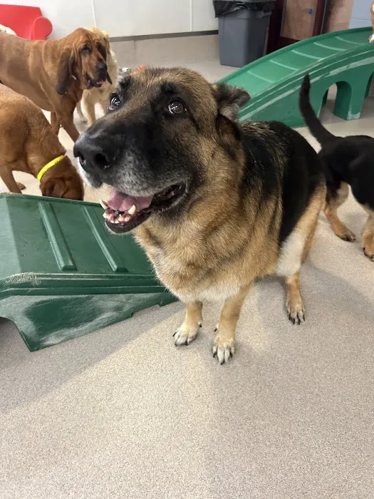 Burke Forest Veterinary Clinic Picture 9