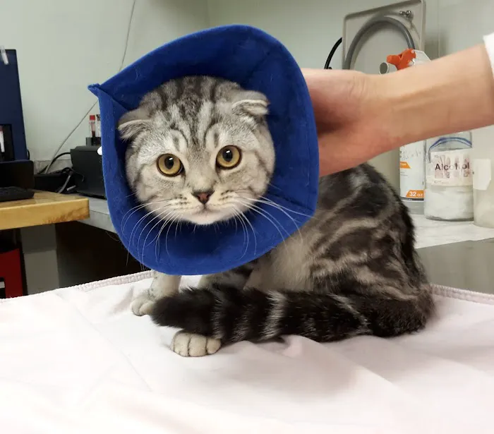 Sunshine Animal Hospital Picture 2