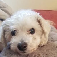 Sunshine Animal Hospital ico