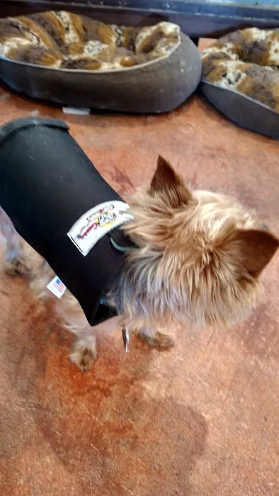 Pet Guardian Shield No More Cone! Picture 4