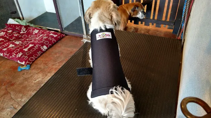 Pet Guardian Shield No More Cone! Picture 1
