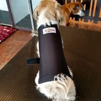 Pet Guardian Shield No More Cone! ico