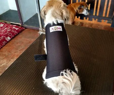 Pet Guardian Shield No More Cone!
