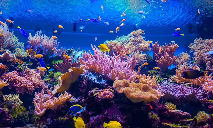 Bermuda Aquatics Exotic Fish & Ponds Picture 9