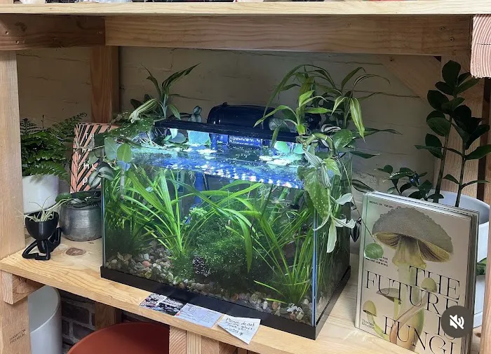Bermuda Aquatics Exotic Fish & Ponds Picture 4