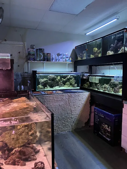 Bermuda Aquatics Exotic Fish & Ponds Picture 2