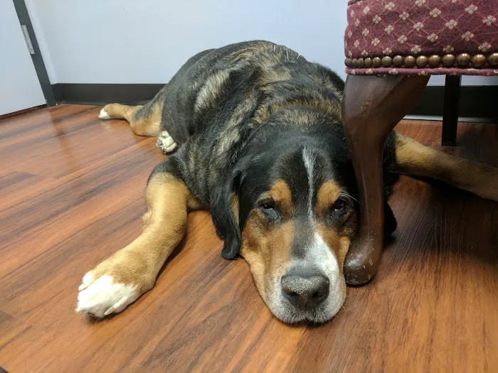 Veterinary Holistic Center Picture 4