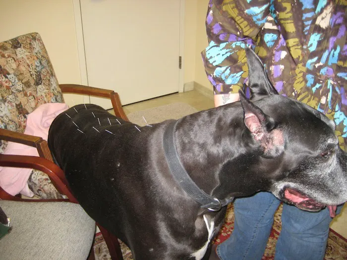 Veterinary Holistic Center Picture 5