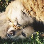Healing Point Veterinary Acupuncture