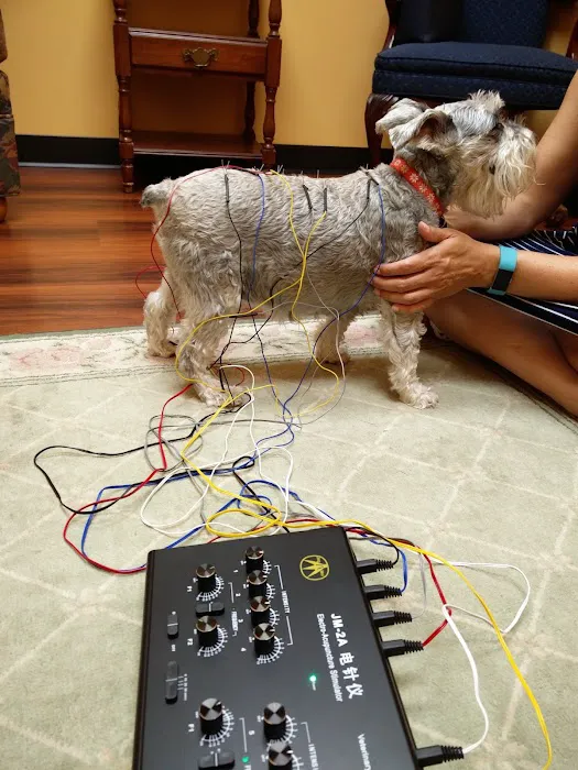 Healing Point Veterinary Acupuncture Picture 5