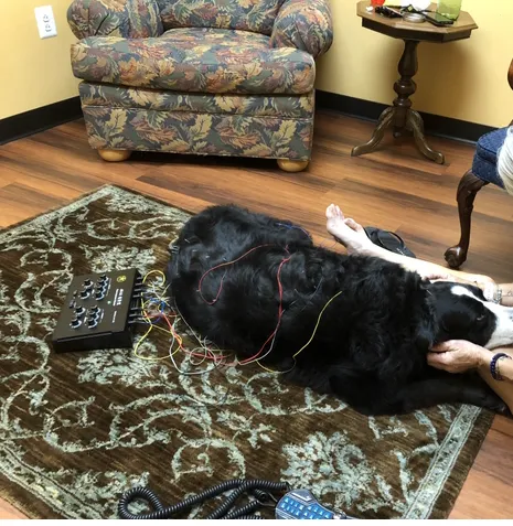 Healing Point Veterinary Acupuncture Picture 2