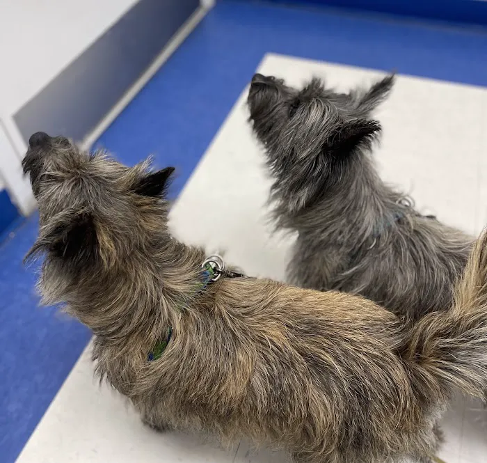 Caring Hands Animal Hospital - Merrifield Picture 3