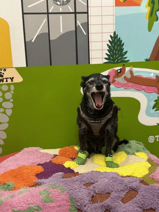 Disco Dog Picture 9