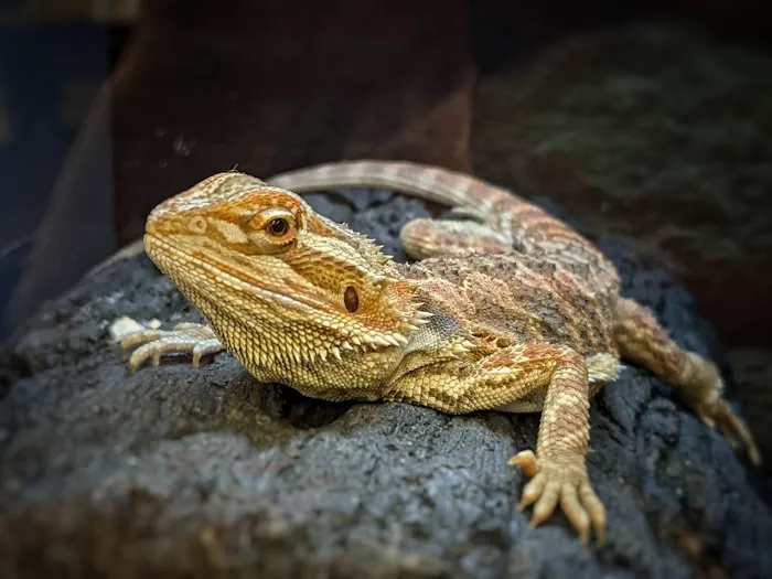 Petco Picture 5