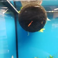 Petco ico