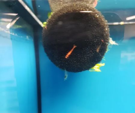 Petco