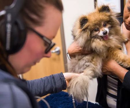 CVCA Cardiac Care For Pets