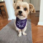 Pack Animal Care