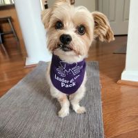 Pack Animal Care ico
