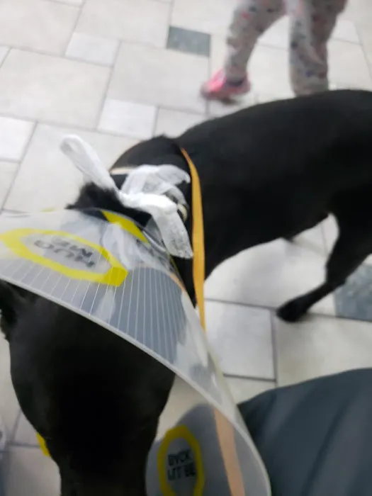 Woodbridge Animal Hospital: Shackelford Tonya DVM Picture 6