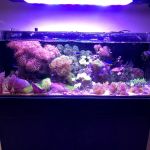 Zen Aquatics