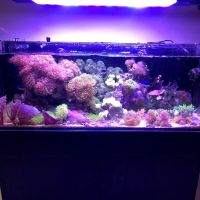 Zen Aquatics ico