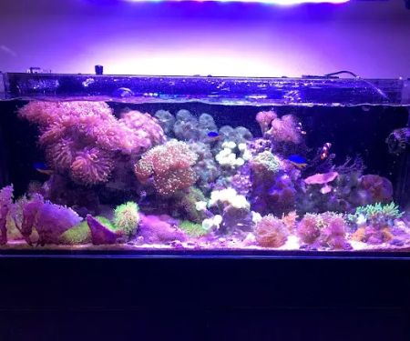 Zen Aquatics