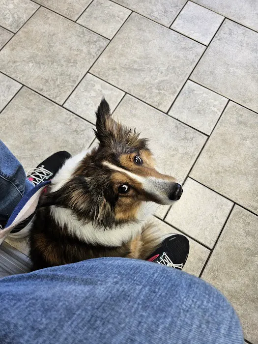 VCA Woodbridge Animal Hospital Picture 1