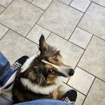 VCA Woodbridge Animal Hospital