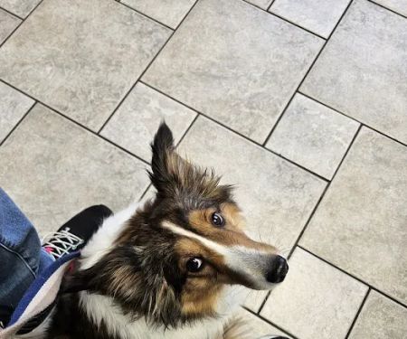 VCA Woodbridge Animal Hospital