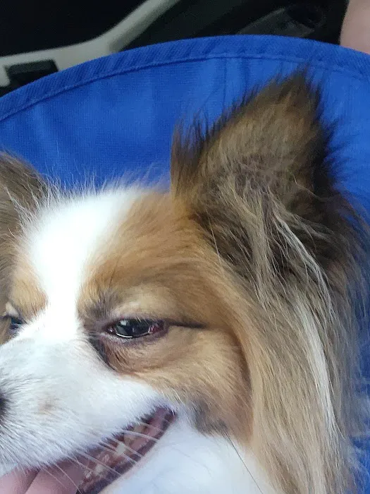 VCA Woodbridge Animal Hospital Picture 6