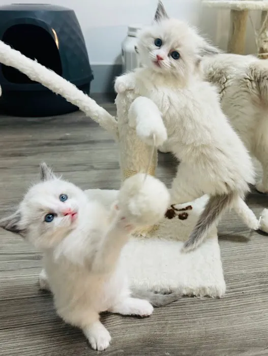Desert Dolls Ragdolls Picture 1