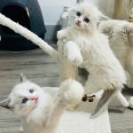 Desert Dolls Ragdolls