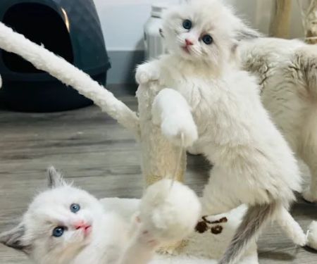 Desert Dolls Ragdolls