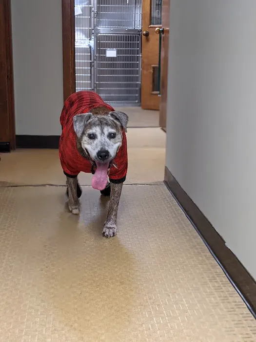 Davis Ford Animal Hospital Picture 7