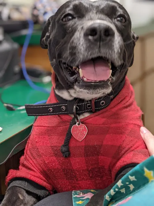 Davis Ford Animal Hospital Picture 3