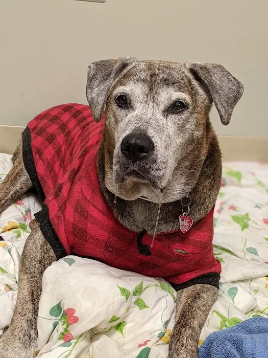 Davis Ford Animal Hospital Picture 6