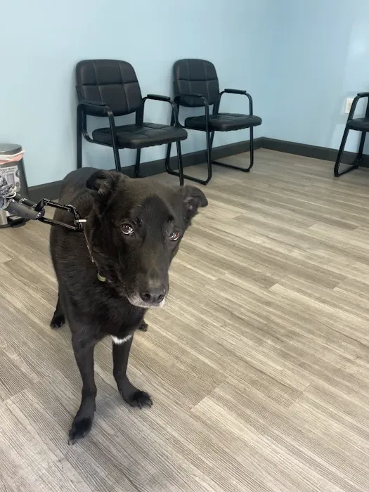 Davis Ford Animal Hospital Picture 10