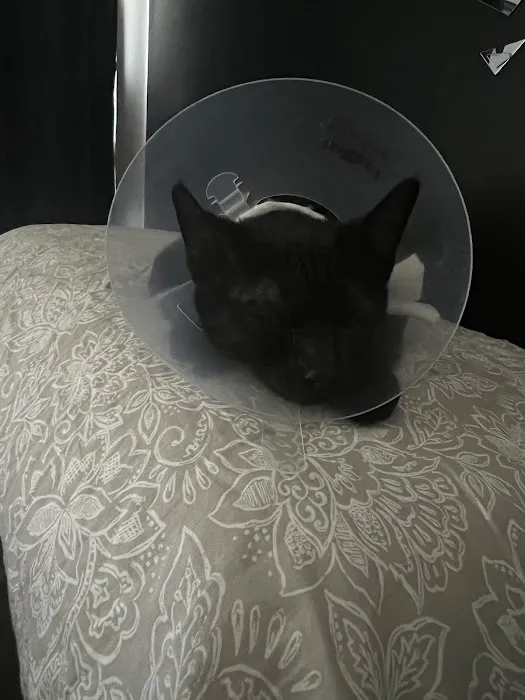 Davis Ford Animal Hospital Picture 8