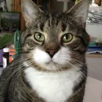 Davis Ford Animal Hospital ico
