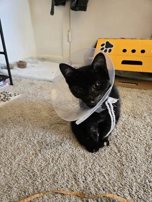 Davis Ford Animal Hospital Picture 5