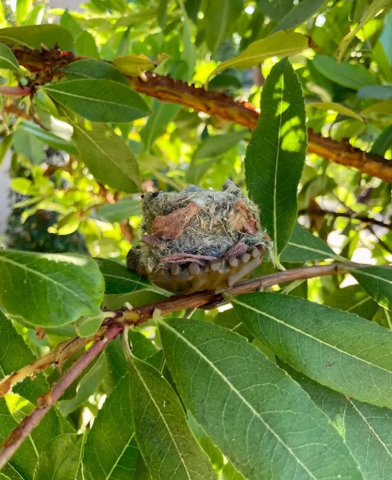 QuackUps Picture 4