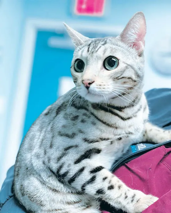 Minnieville Animal Hospital Picture 6
