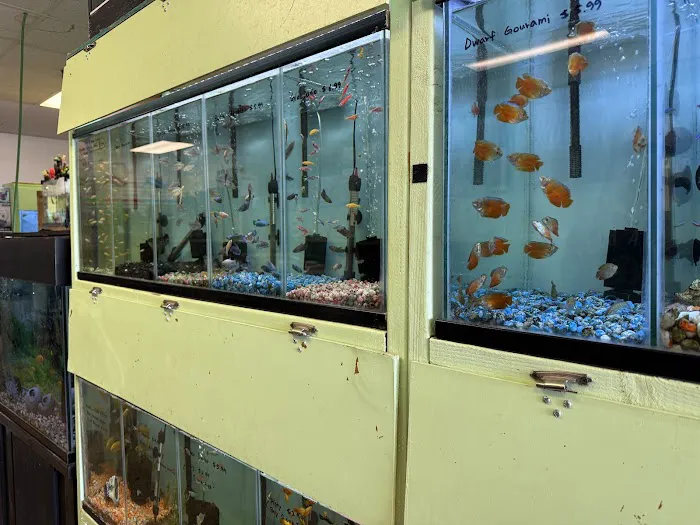 Wow Fish and Pet ( Aquarium ) Picture 9