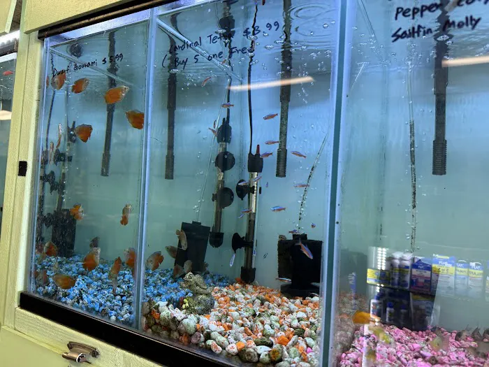 Wow Fish and Pet ( Aquarium ) Picture 8