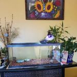 Wow Fish and Pet ( Aquarium )
